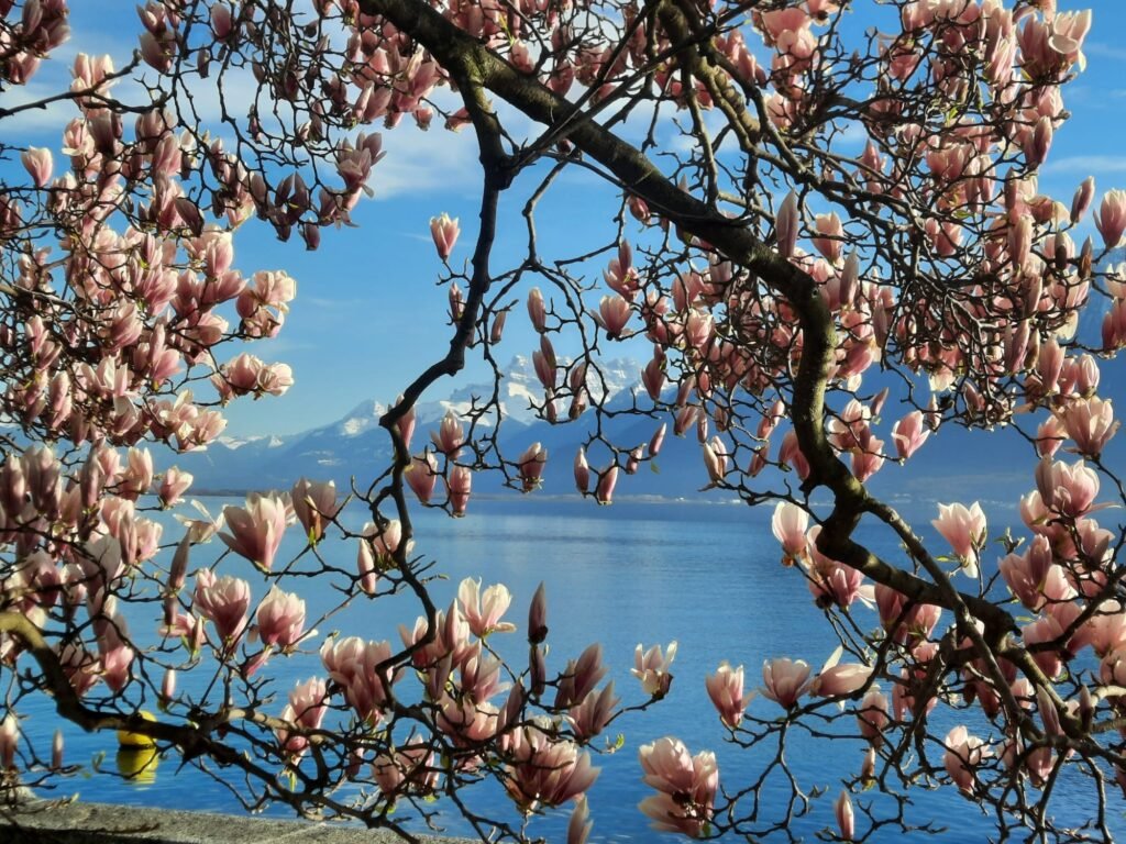 Fleurs de magnolia roses sur un ciel clair, symbolisant la floraison et l'apaisement des allergies par l'approche holistique.