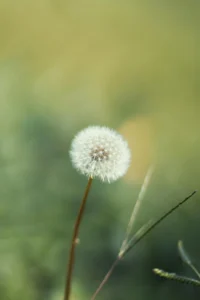 Un pissenlit avec ses pistils sans la nature